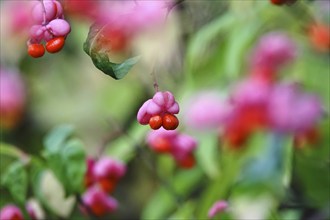 European spindle (Euonymus europaeus), October, Germany, Europe