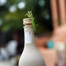 Praying mantis (Mantis religiosa) sitting on cork, bottle neck, Spain, Europe