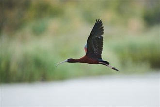 Glossy ibis (Plegadis falcinellus) flying, Camargue, France, Europe