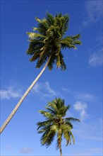 A palm tree stretches diagonally into the clear blue sky, Limon beach, El Limón, El Seibo,