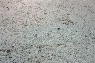 Well camouflaged finless sole (Pardachirus marmoratus) in the sand. Dive site House Reef Mangrove