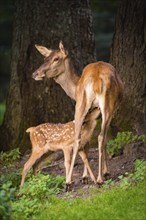 Young roe deer calf sucking on mother deer in the forest, Black Forest, Enzklösterle, Germany,