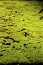 Mouldering table with moss, moss covering, overgrown, green, backlight, structure, texture, old,