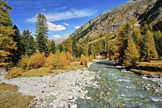 Autumn coloured larch forest (Larix), at the river Roseg, Val Roseg, Pontresina, Graubünden,