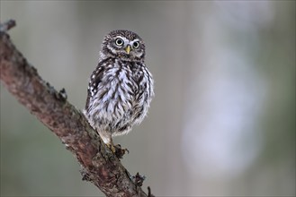 Pygmy Owl (Glaucidium passerinum), adult, in winter, perch, watchful, Bohemian Forest, Czech