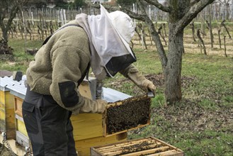 Beehives, honeybees (Apis), beekeeper holding frame, bees sitting on honeycomb in frame,