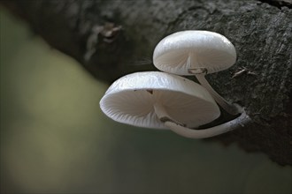 Porcelain fungi (Oudemansiella mucida), Emsland, Lower Saxony, Germany, Europe