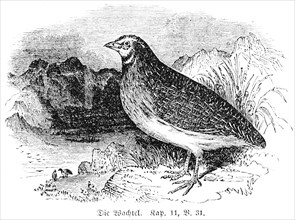 The quail, landscape, sea, God, two cubits, Old Testament, Genesis, Fourth Book of Moses, Chapter