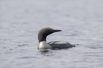 Black-throated loon, Arctic loon, black-throated diver (Gavia arctica) in breeding plumage swimming