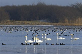 Whooper Swans (Cygnus cygnus) flock swimming among ducks in lake in winter