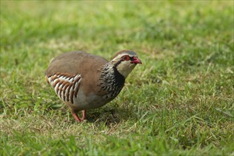 Red legged or French partridge (Alectoris rufa) adult bird on a garden lawn, Norfolk, England,