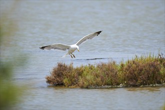 Yellow-legged gull (Larus michahellis) wildlife, landing in the water, Spain, Europe