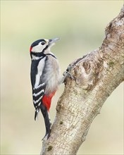 Great spotted woodpecker (Dendrocopos major), male, sitting on a branch, Siegerland Animals, Birds,