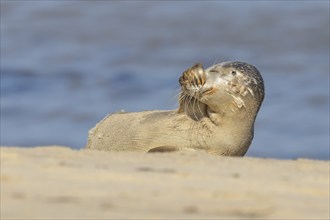 Common or Harbor seal (Phoca vitulina) juvenile baby pup resting on a coastal sandy beach, Norfolk,