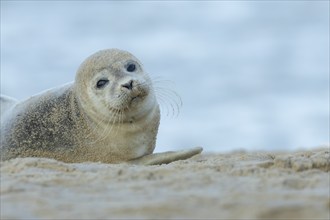 Common or Harbor seal (Phoca vitulina) adult on a coastal sandy beach, Norfolk, England, United