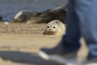 Common or Harbor seal (Phoca vitulina) juvenile baby pup resting on a coastal sandy beach with a