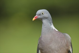 Common wood pigeon (Columba palumbus), animal portrait, Wilnsdorf, North Rhine-Westphalia, Germany,