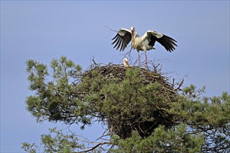 White stork (Ciconia ciconia), approaching eyrie with nesting material, Switzerland, Europe