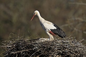 White stork (Ciconia ciconia), pair sitting on eyrie, Switzerland, Europe