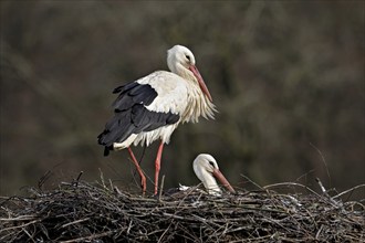 White stork (Ciconia ciconia), pair sitting on eyrie, Switzerland, Europe