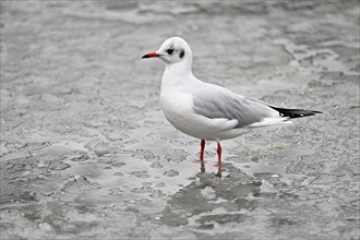 Black-headed gull (Larus ridibundus), standing on ice, Switzerland, Europe