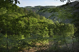 Forest in Sauerland, Germany, Europe