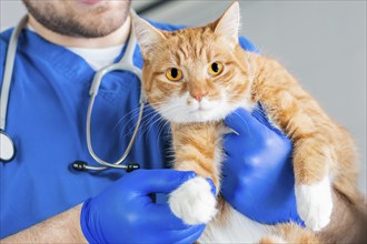 Image of a cat's paw. Veterinary medicine concept. Fat ginger cat.