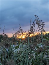 Reeds at the edge of a pond, colourful sky with clouds in the evening, Spreewald, Brandenburg,