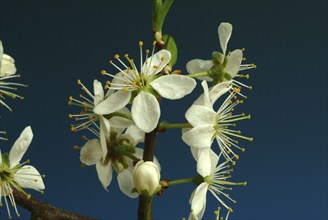 Flower of blackthorn (Prunus spinosa), blackthorn, medicinal plant, fruits, flowers and bark of