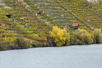 Vineyard cottage in the vineyard, landscape on the Neckar in autumn, Hofen, Stuttgart,