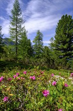 Almrausch, alpine roses on the Zirbenweg, on the Graukogel, Bad Gastein, Gastein Valley, Salzburger