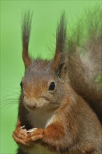 Eurasian red squirrel (Sciurus vulgaris), animal portrait, frontal view, wildlife, Wilden, North