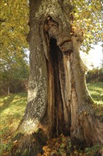 Large-leaved linden (Tilia platyphyllos) trunk with distinct hollow, Allgäu, Bavaria, Germany,