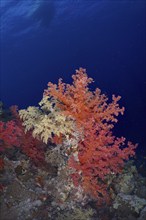 Hemprich's tree coral (Dendronephthya hemprichi), Shaab Claudia reef dive site, Red Sea, Egypt,