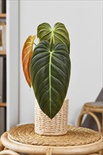 Exotic 'Philodendron Melanochrysum' houseplant with long velvet leaves in basket flower pot on