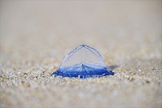 Sea (Velella velella) raft jellyfish lying on the sand on a beach, near Tarragona, Catalonia,