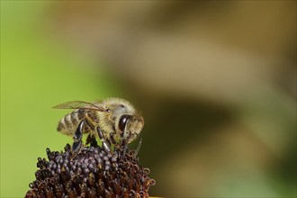 European honey bee (Apis mellifera), collecting nectar from a flower of yellow coneflower