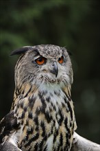 Eurasian eagle-owl (Bubo bubo), portrait, captive, North Rhine-Westphalia, Germany, Europe