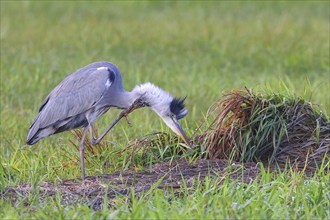 Grey heron (Ardea cinerea) Wildlife, standing in a meadow, scratching its neck, Ochsen Moor, Dümmer