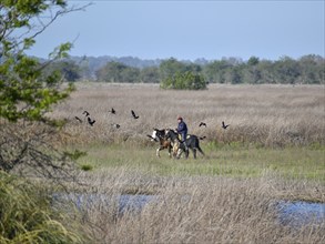 An Argentine gaucho leads his horses to the river to water them, Navarro, Buenos Aires province,