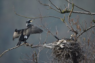 Great cormorant (Phalacrocorax carbo), pair at nest, Essen, Ruhr area, North Rhine-Westphalia,