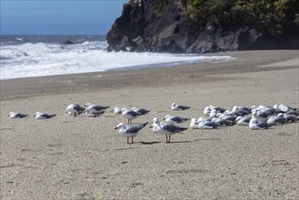 Maori black-billed gull (Chroicocephalus bulleri), Ship Creek, Beach, New Zealand, Oceania