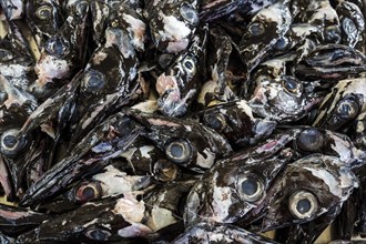 Heads of black scabbardfish (Aphanopus carbo), fish market, Mercado dos Lavradores market hall,