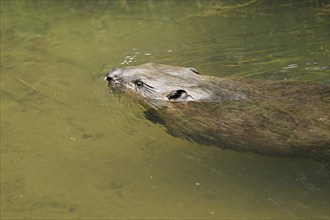 Eurasian beaver, european beaver (Castor fiber), swimming in the river, Freiamt, Canton Aargau,