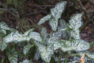 Italian arum (Arum italicum Pictum), Emsland, Lower Saxony, Germany, Europe