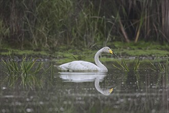 Whooper swan (Cygnus cygnus) swimming in pond in summer