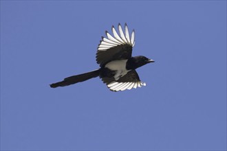 Eurasian magpie (Pica pica), common magpie in flight against blue sky