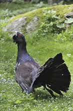 Western Capercaillie (Tetrao urogallus), Wood Grouse, Heather Cock male displaying and calling in