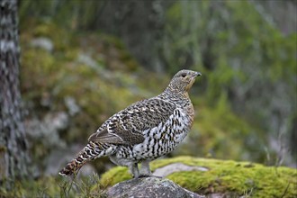 Western capercaillie (Tetrao urogallus), wood grouse hen, female in woodland in spring