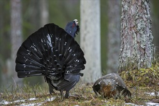 Western capercaillie (Tetrao urogallus) female and male displaying at lek in coniferous forest in